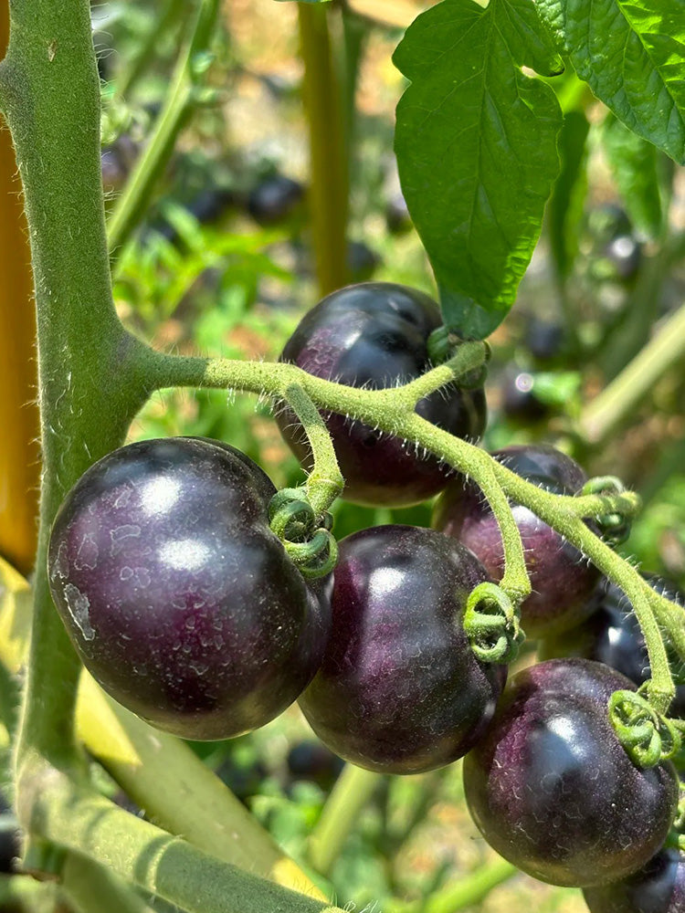 Black Enchantress Fruit Tomato