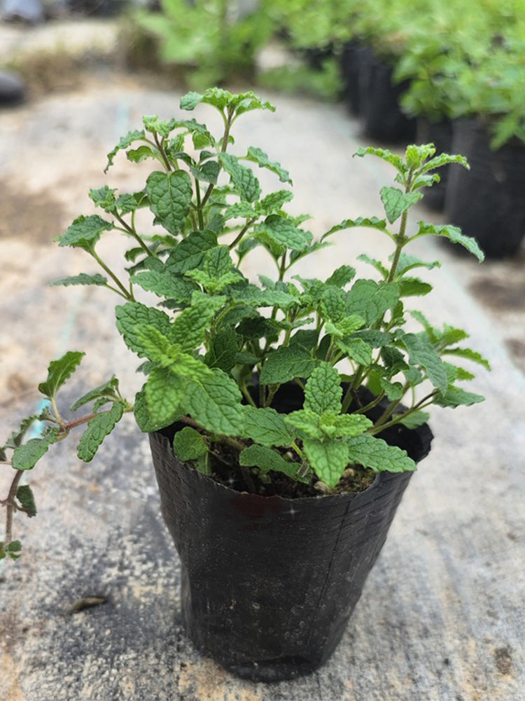 Strawberry Mint