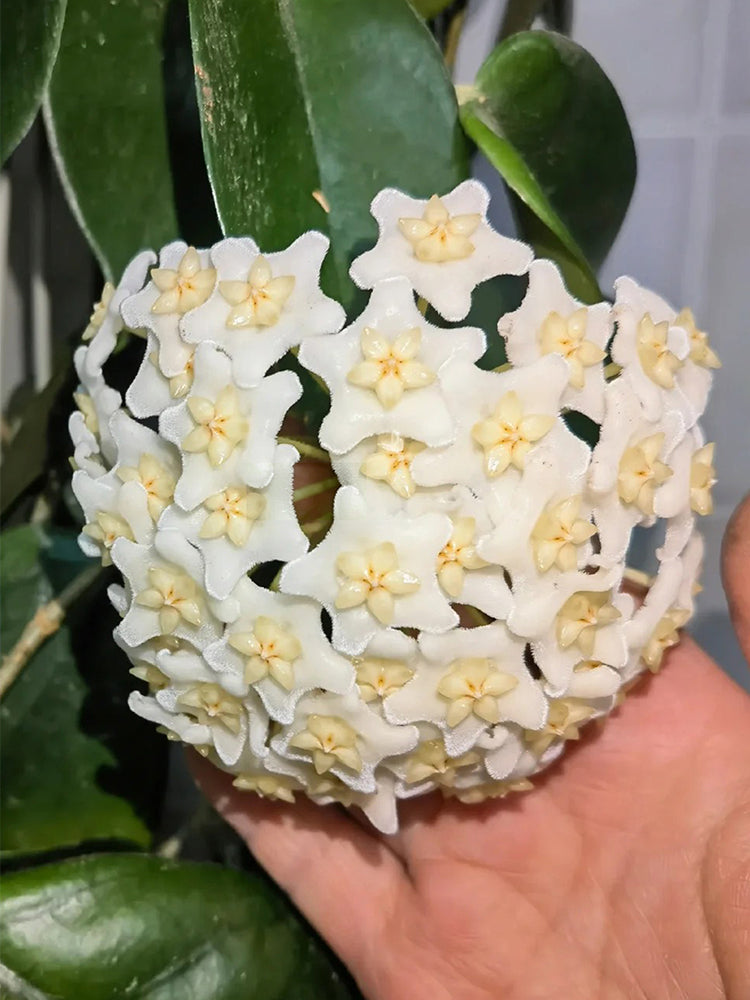 Hoya carnosa 'White Phoenix' Unrooted Stem Cuttings