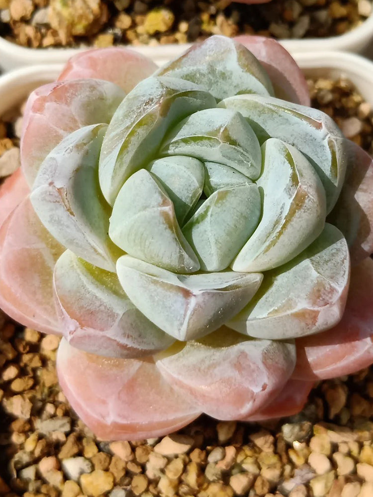 Echeveria 'Ice green'