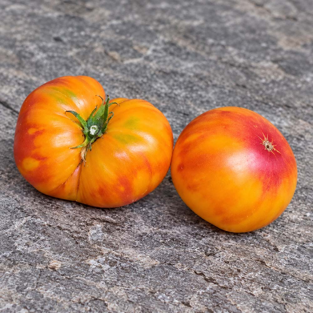 631 Orange Orangutan Tomato