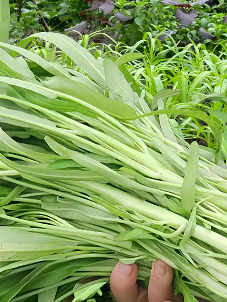 'JieMei' White-Stemmed Water Spinach