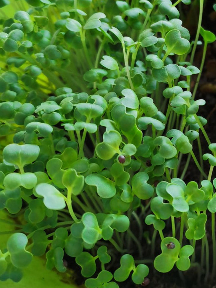Broccoli Sprouting