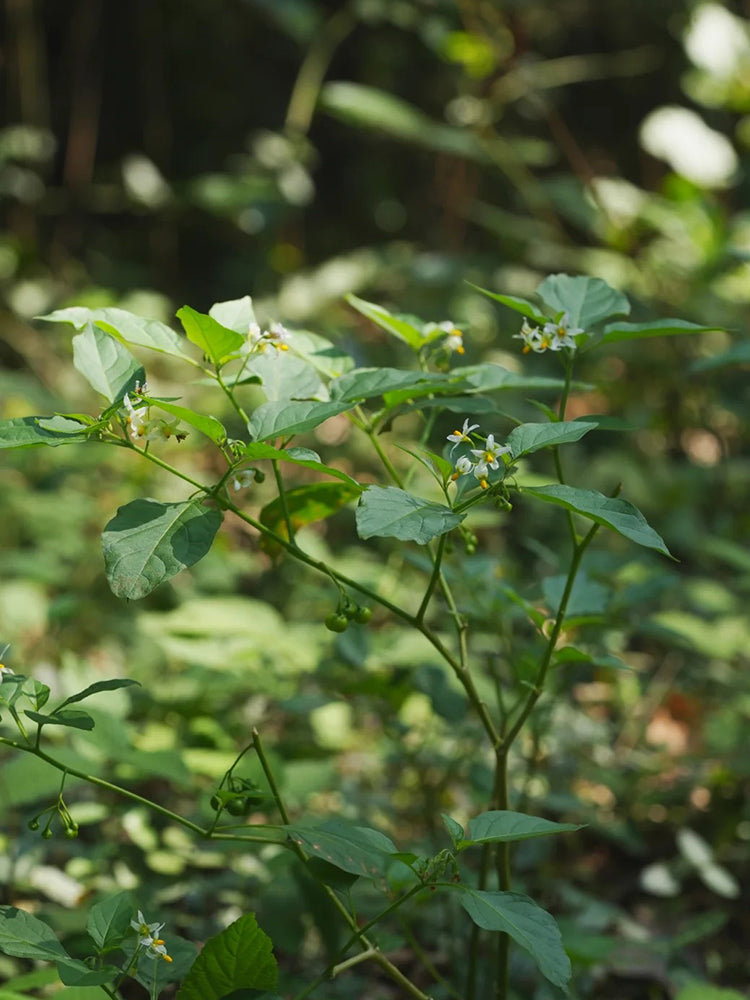 Black Nightshade