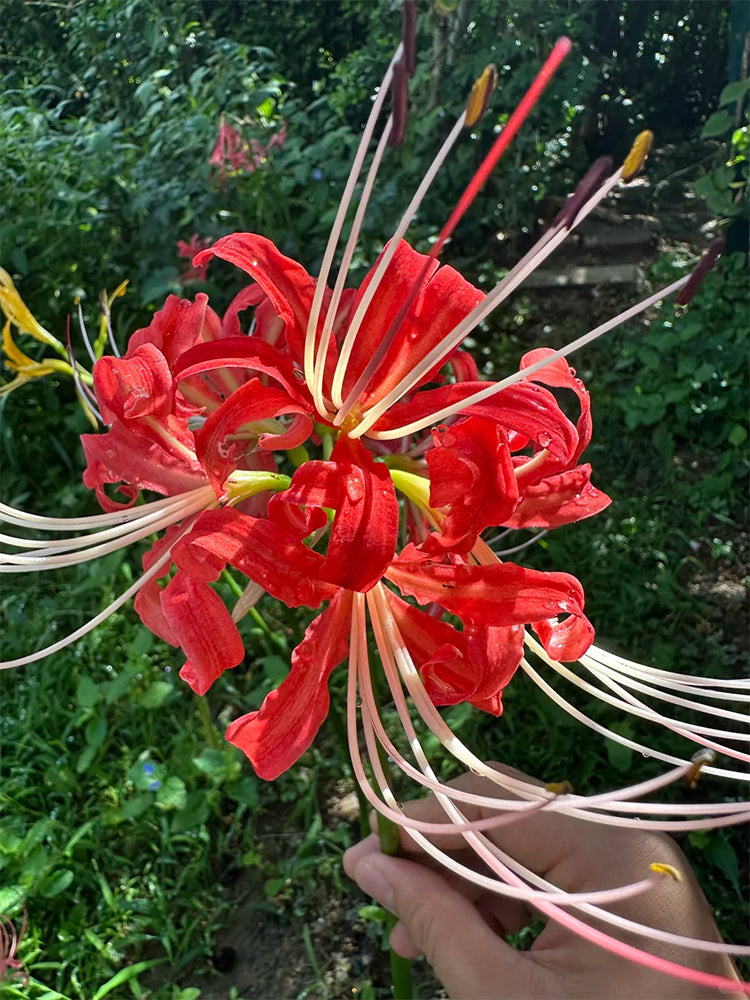 Hubei Lycoris