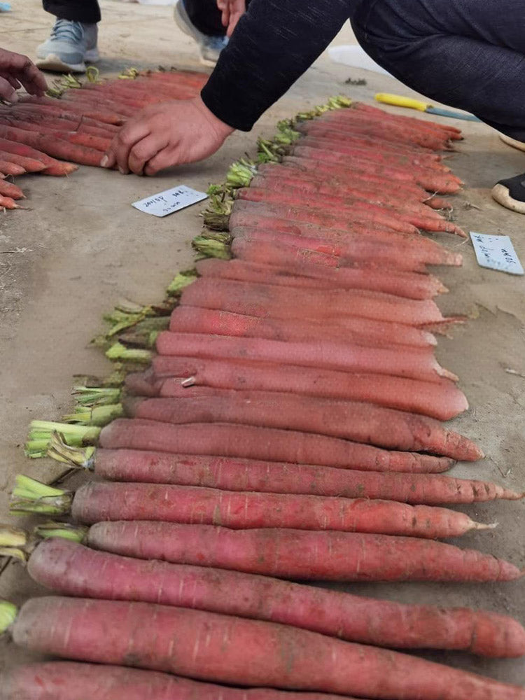 Purple-red Carrots