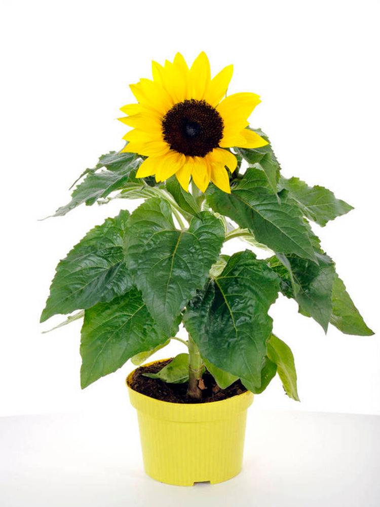 Bonsai Sunflowers