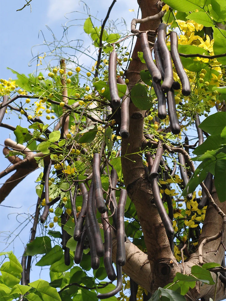 Golden Shower Tree