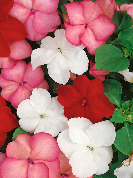 Salsa Mix Impatiens Walleriana