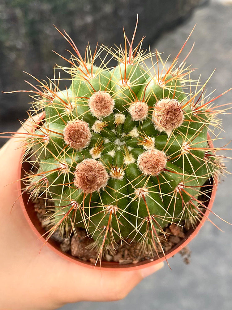 Parodia ottonis 'Pink Flower'