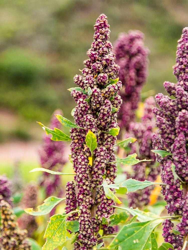 Black Quinoa