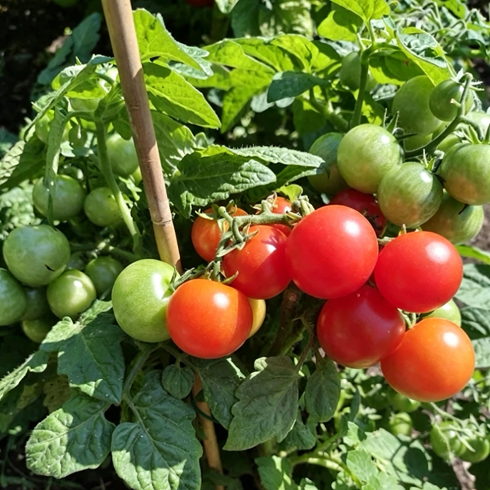 769 Mini Pig Red Tomato