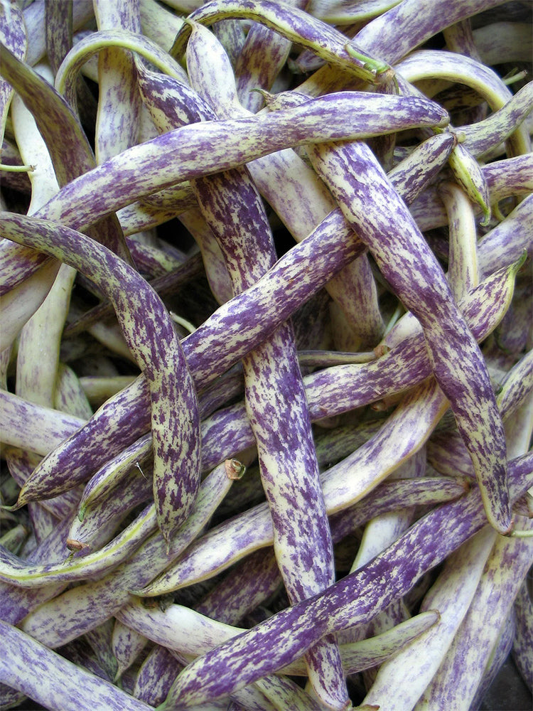 Purple Speckled Kidney Bean