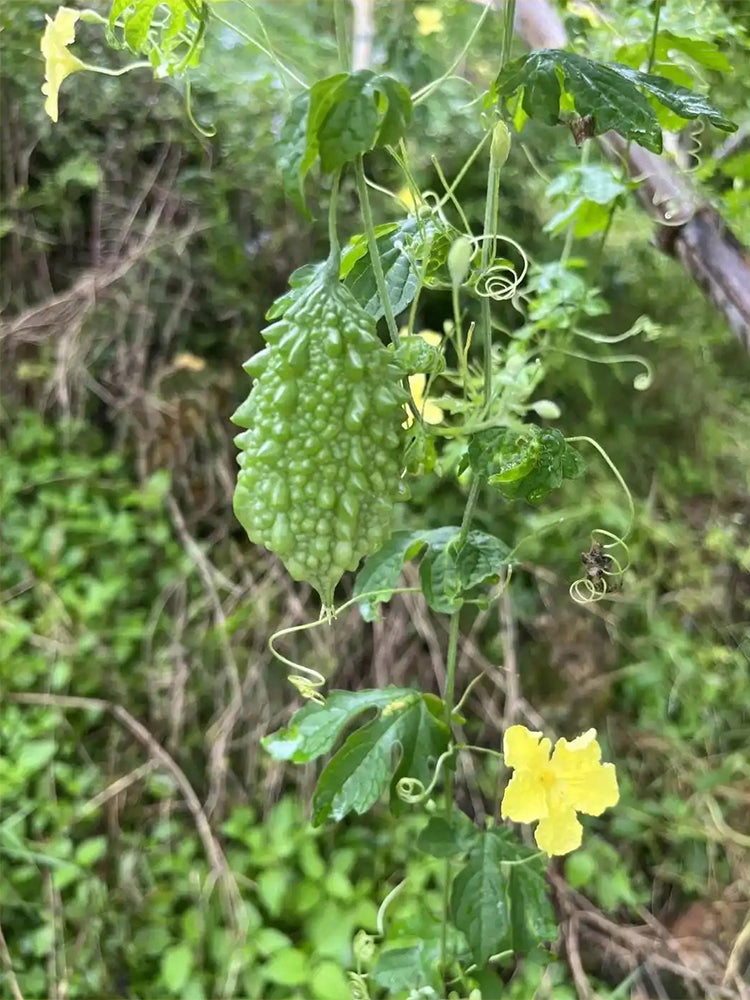 'Hei Wawa' Small Spiny Black Bitter Melon