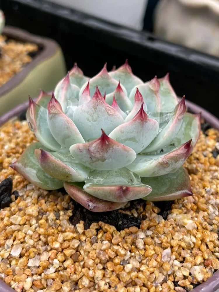 Echeveria chihuahuaensis