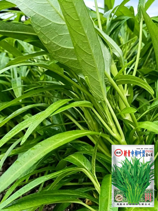 Jiemei New Green Willow Leaf Water Spinach