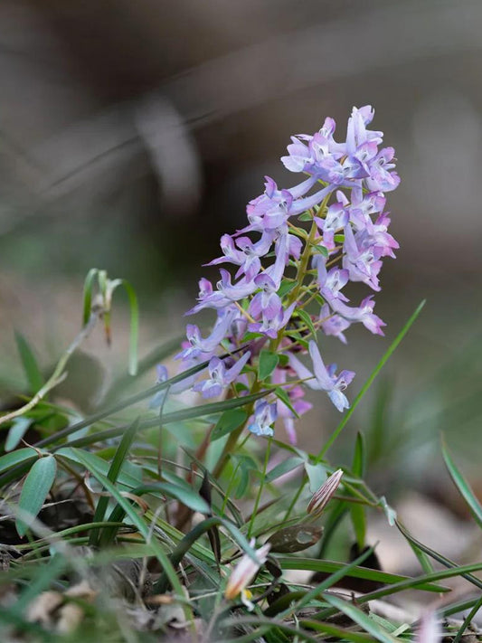 Yanhusuo (Corydalis yanhusuo)