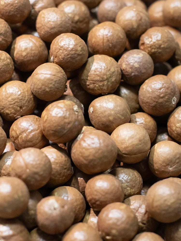 Macadamia Nut