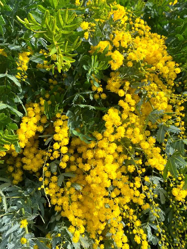 Silver Wattle