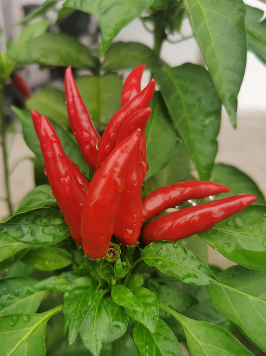 Blazing Upright Cluster Pepper