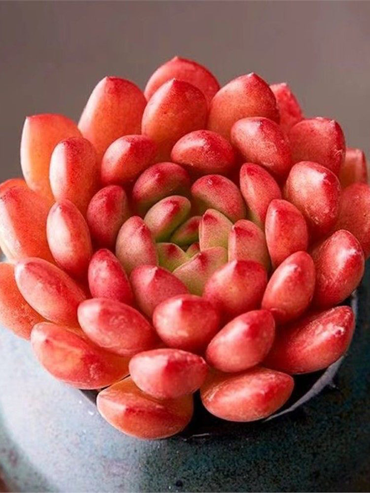 Sedeveria 'Pink Ruby'