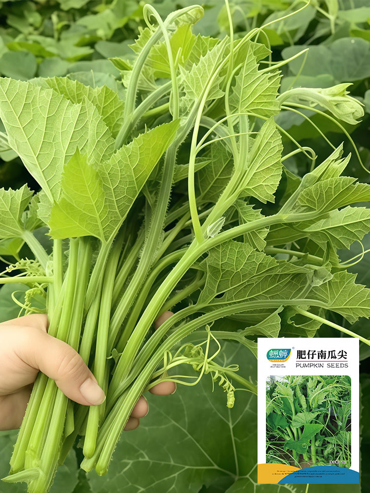 Feizai Pumpkin Shoots
