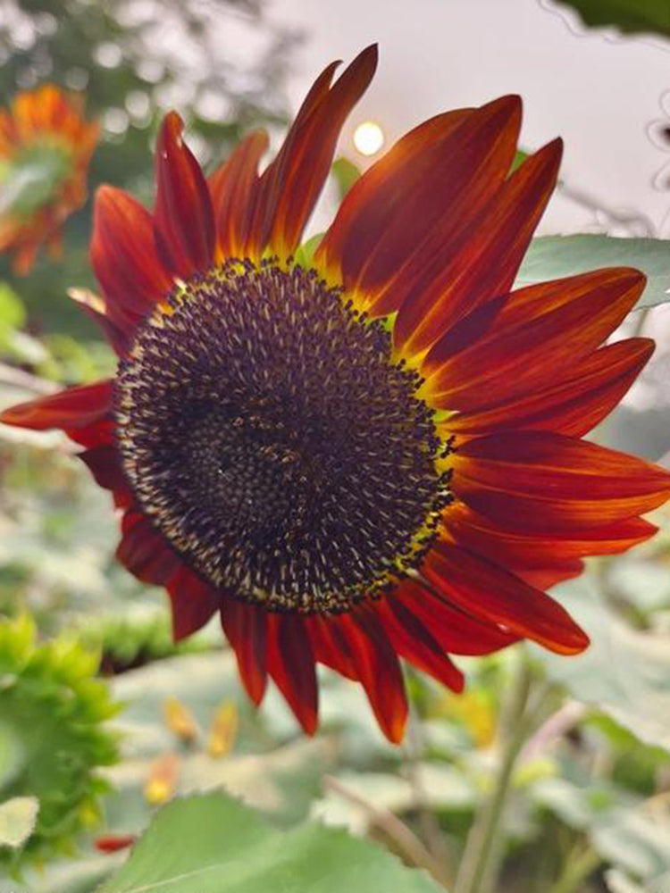 HEL23 Sunflower