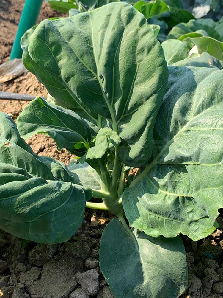 Sweet-Crispy 'Zhouye' Chinese Kale
