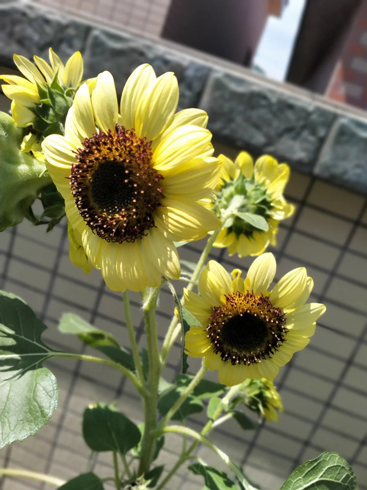 'Green Crown' Ornamental Sunflower