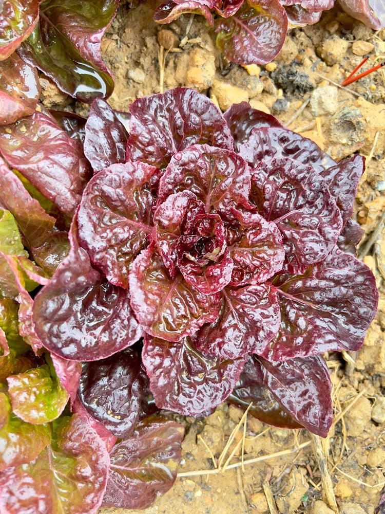 'Amethyst Cream' Lettuce
