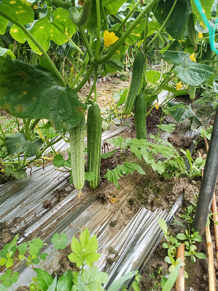 'Yanbai No.7' Long Green-and-white Cucumber Hybrid