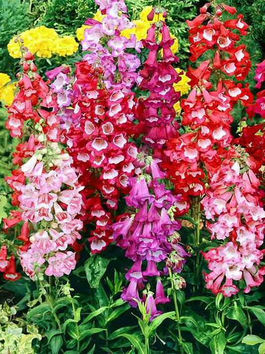 Hybrid Beardtongue (Penstemon hybridus)