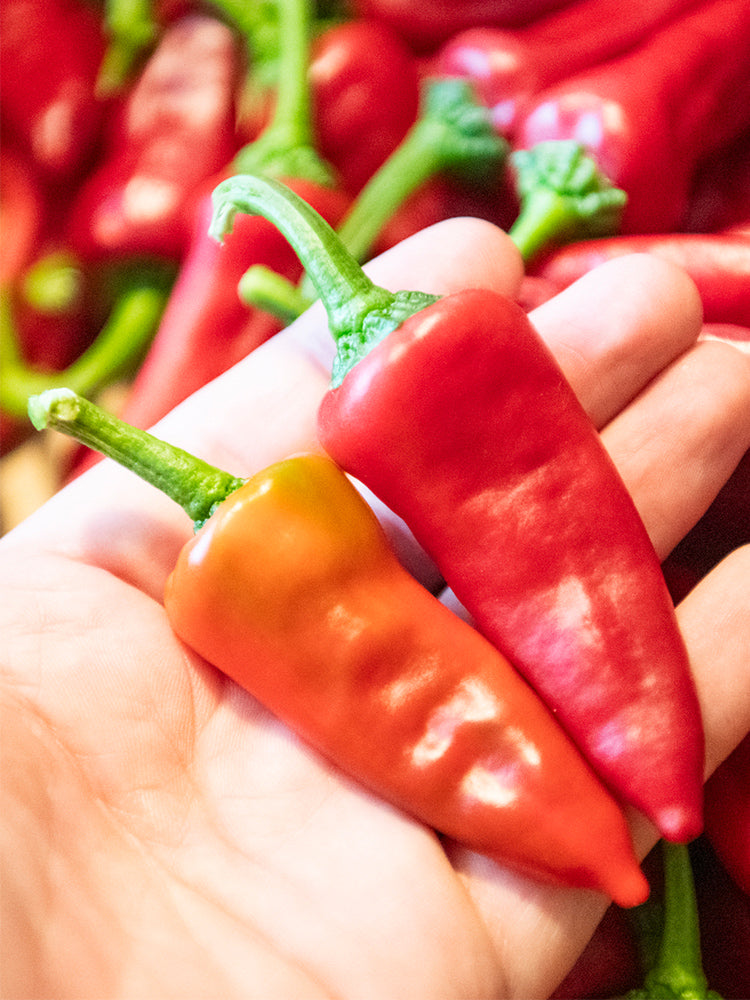 Syrian Has Goli Hot Pepper