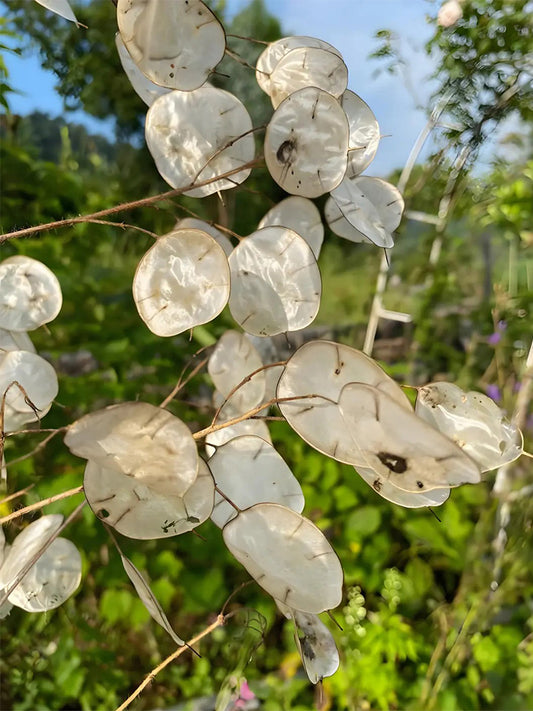 Silver Dollar Plant