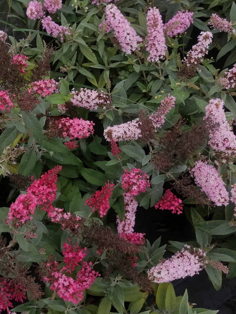 Mixed Butterfly Bush
