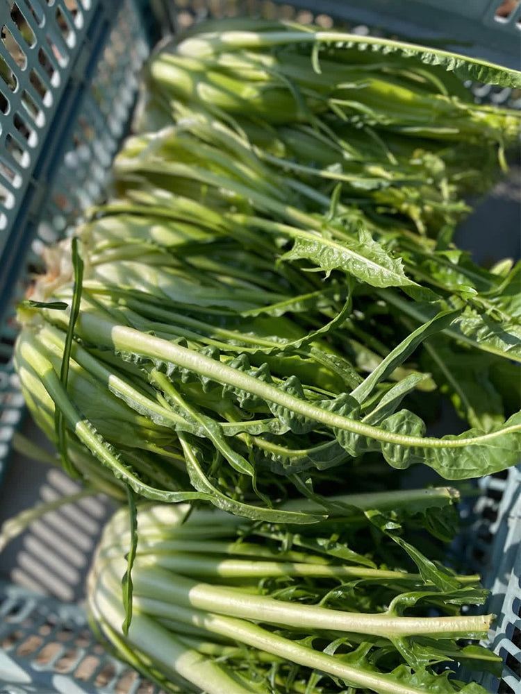 Puntarelle Chicory