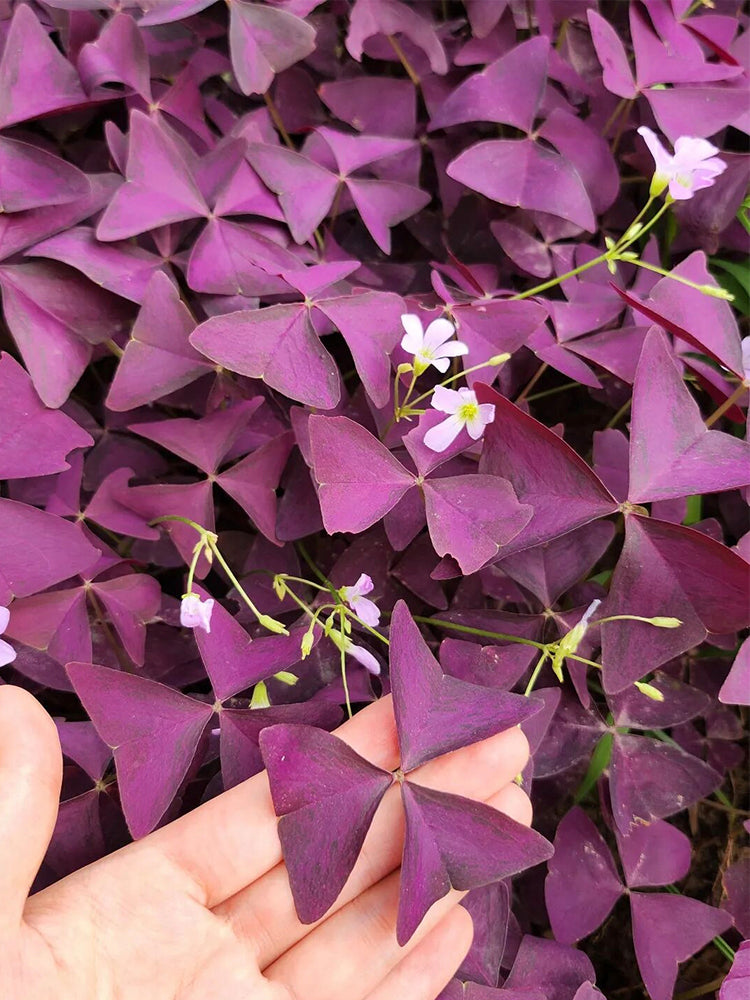 Oxalis triangularis 'Purpurea'