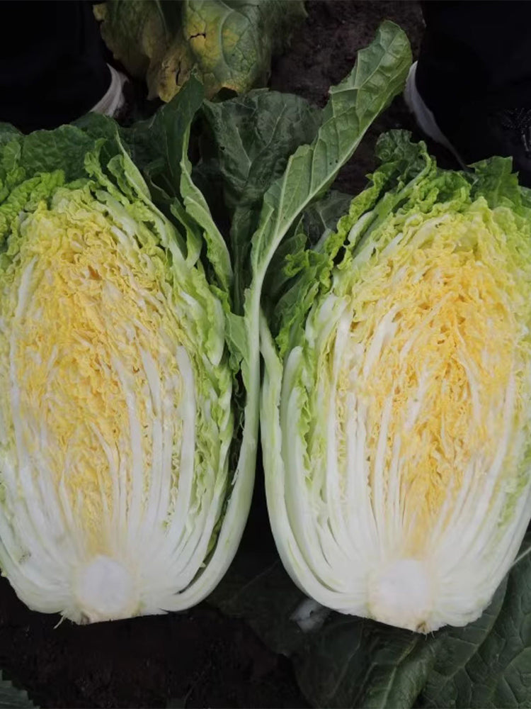 'Jiaoyan Qiubao' Chinese Cabbage