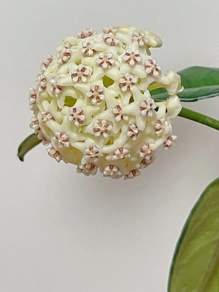 Hoya latifolia Unrooted Stem Cuttings