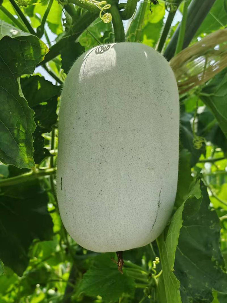 Baoqi Taro-Scented Winter Melon