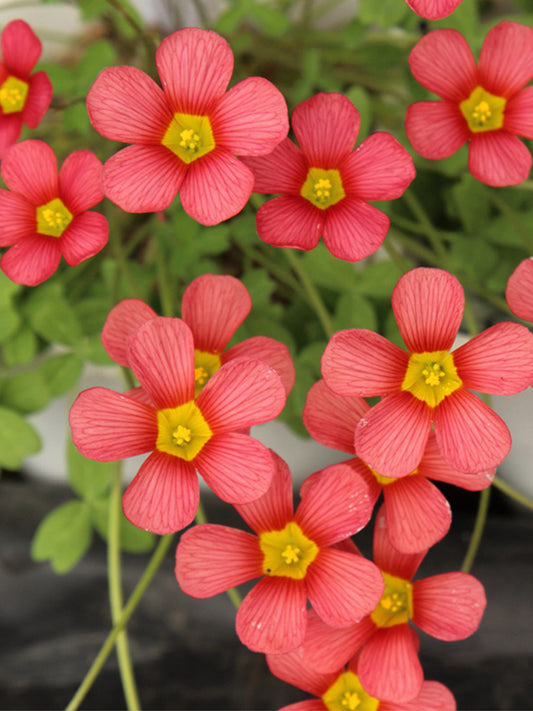 Oxalis obtusa Series Bulb - 'Jennie'