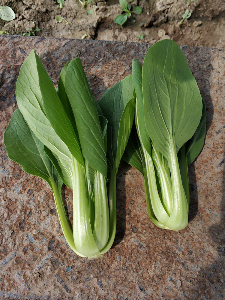 'Jinmei 22' Pak Choi
