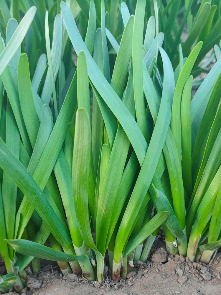 HUAJUN Purple-rooted Chinese Chives