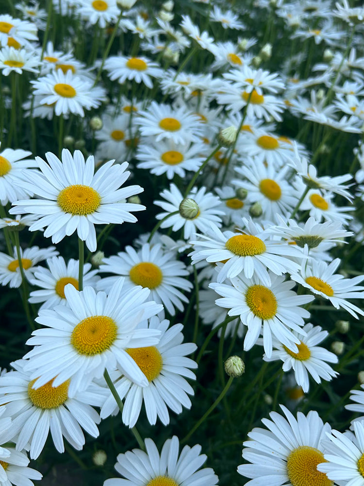 White Max Chrysanthemum