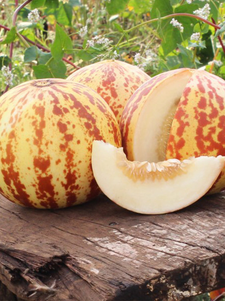 Tiger Melon