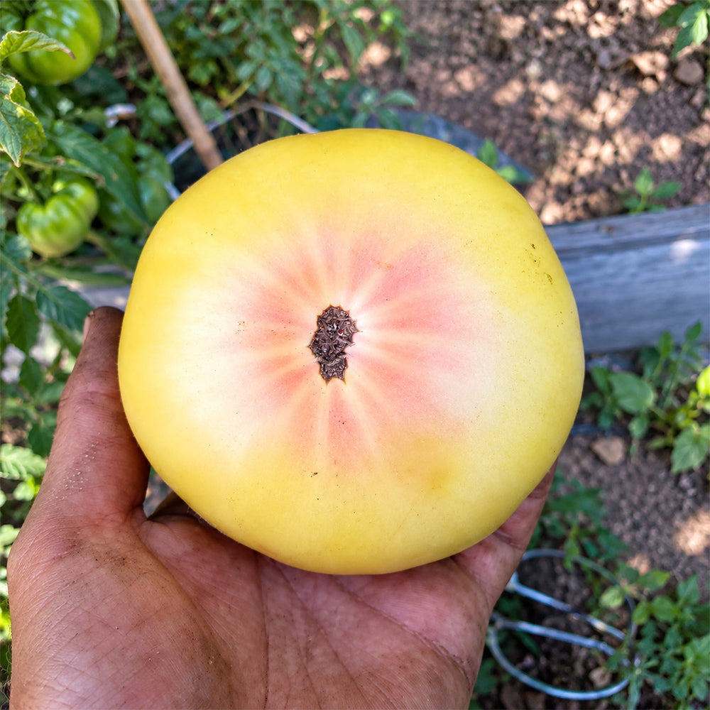 282 Weary Sun Tomato