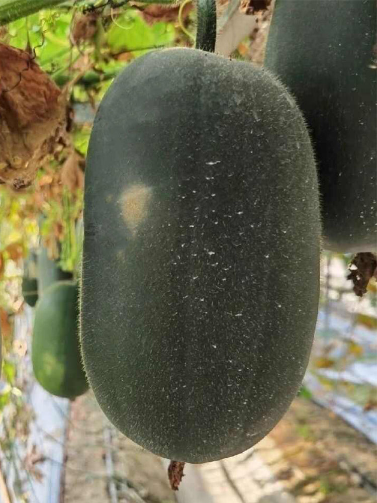 'Xiaoyou' Small Wax Gourd