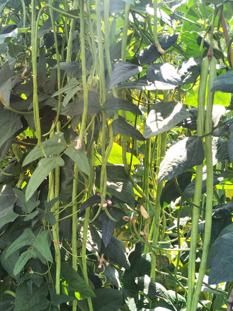 'Zhangtang King' Yardlong Bean