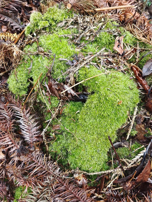 White Cushion Moss (Leucobryum glaucum)