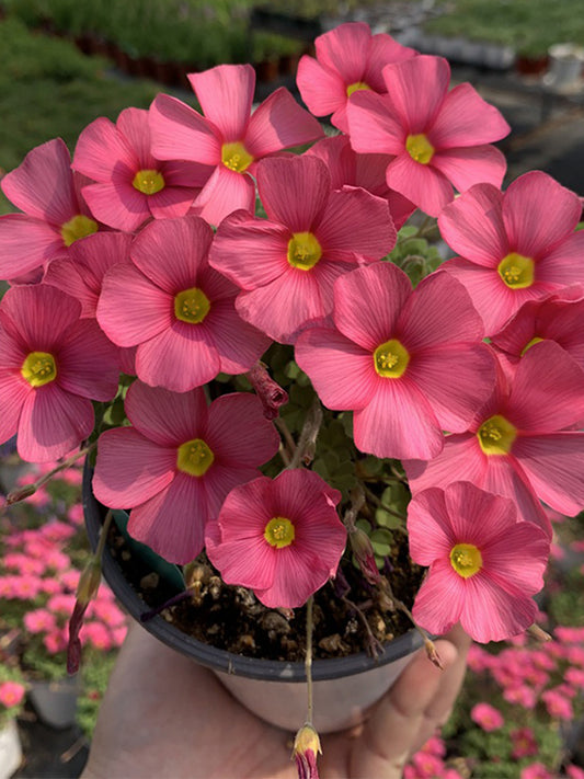 Oxalis obtusa Series Bulb - 'Wild Pink'